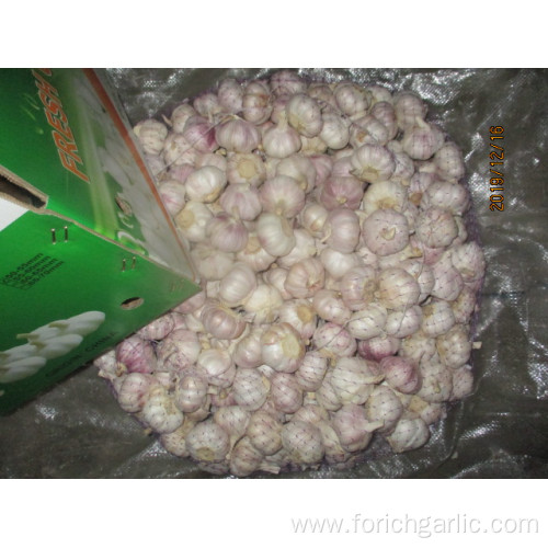 Normal White Garlic New 2019